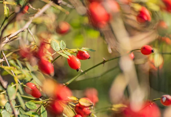 Rose Hips Sunny Autumn Day — Stock Photo, Image