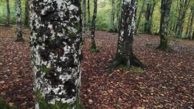 Sonbahar dağ ormanlarında hayalet