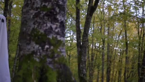 Spöken Höstens Fjällskog — Stockvideo