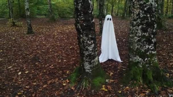 Duch Jesiennym Lesie Górskim — Wideo stockowe