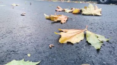 Rüzgar asfalt yolda düşen yaprakları taşıyor.
