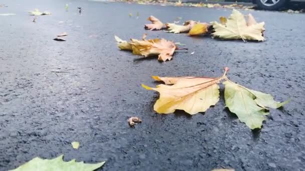Άνεμος Μεταφέρει Πεσμένα Φύλλα Κατά Μήκος Του Ασφαλτοστρωμένου Δρόμου — Αρχείο Βίντεο
