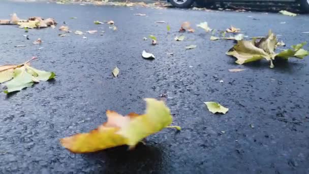 Vítr Nese Padající Listí Asfaltové Cestě — Stock video