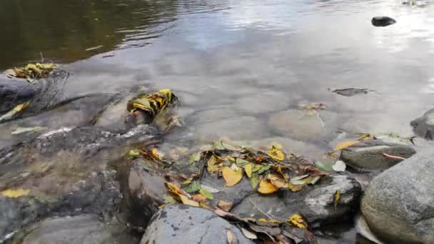 Umgestürzte Blätter Einem Gebirgsfluss — Stockvideo