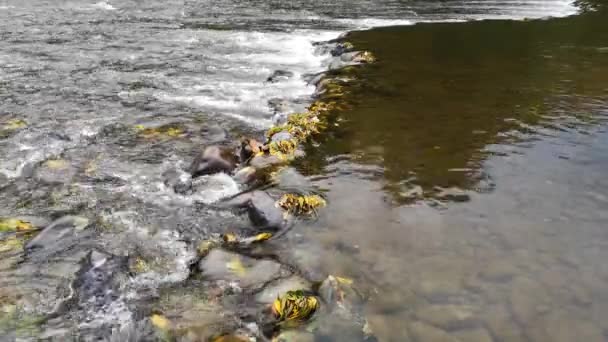 Feuilles Tombées Dans Une Rivière Automne Montagne — Video