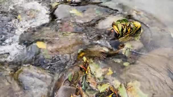 강에서 떨어진 — 비디오