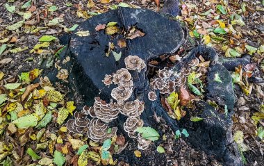 Trametes ormandaki bir kütük üzerinde versicolor