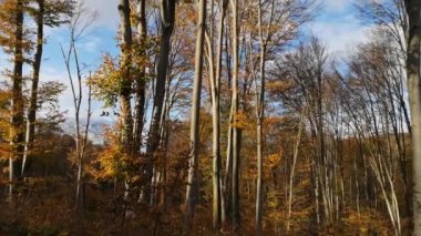 Sonbahar kayın ormanında