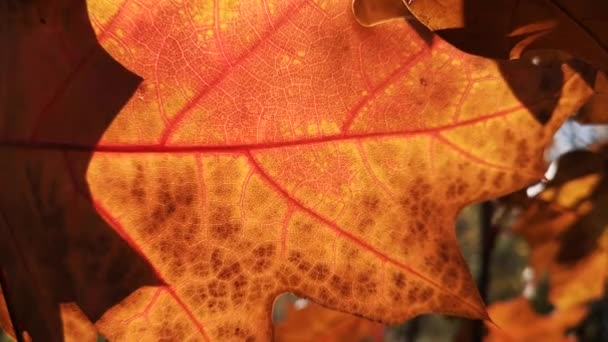 Textuur Van Rode Eikenbladeren Herfst — Stockvideo