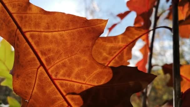 Textuur Van Rode Eikenbladeren Herfst — Stockvideo