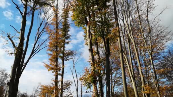 秋の山のブナの森で — ストック動画