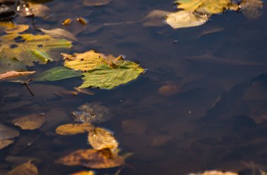 Bir orman birikintisinde dökülen yapraklar.