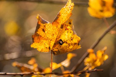 Sonbaharda güneş ışınlarında bir dalda ayrılır.