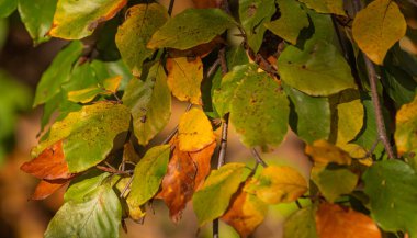 Sonbaharda güneş ışınlarında bir dalda ayrılır.