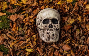 Düşen yapraklardan çıkan sahte bir kafatası.