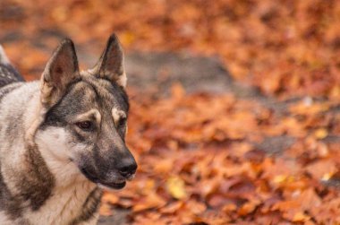 İri bir köpeğin portresi.