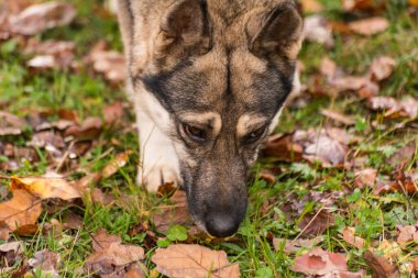İri bir köpeğin portresi.