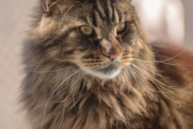 Portrait of a Maine Coon marbled color