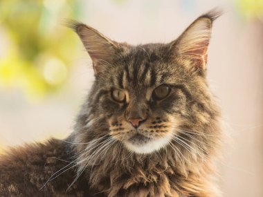 Portrait of a Maine Coon marbled color