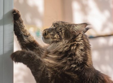Portrait of a Maine Coon marbled color