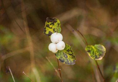 Dağ ormanındaki Symphoricarpos albusu