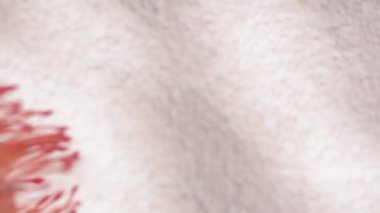 Leucospermum kordifolyum yakın plan ve gölgeli.