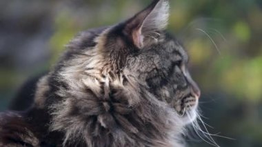 Bir Maine Rakunu 'nun portresi mermer rengi