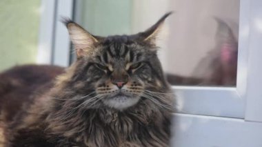 Bir Maine Rakunu 'nun portresi mermer rengi