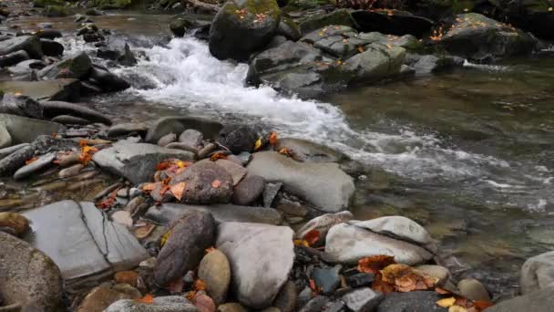 Ruisseau Montagne Dans Forêt Automne Des Carpates — Video