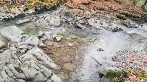Horský Potok Podzimním Lese Karpat — Stock video