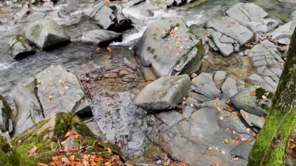 Górski Potok Jesiennym Lesie Karpat — Wideo stockowe