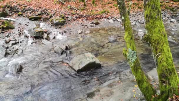 Gebirgsbach Herbstwald Der Karpaten — Stockvideo