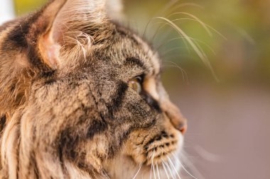 Bir Maine Rakunu 'nun portresi mermer rengi