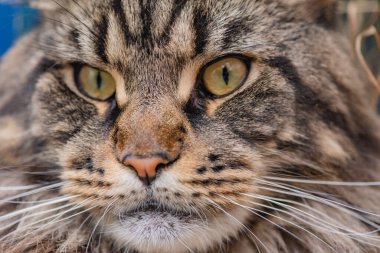 Portrait of a Maine Coon marbled color