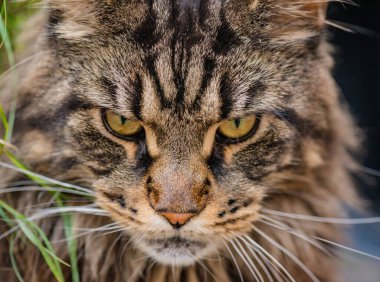 Bir Maine Rakunu 'nun portresi mermer rengi