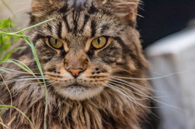 Portrait of a Maine Coon marbled color