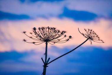 Sonbahar günbatımından sonra yaban domuzu silueti