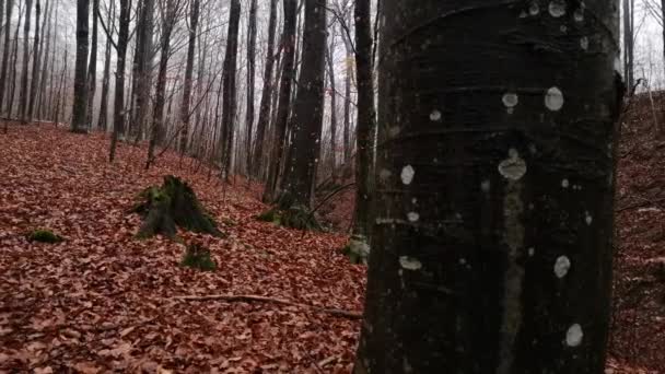 Paesaggio Della Nebbiosa Foresta Faggi Montani Sotto Pioggia — Video Stock