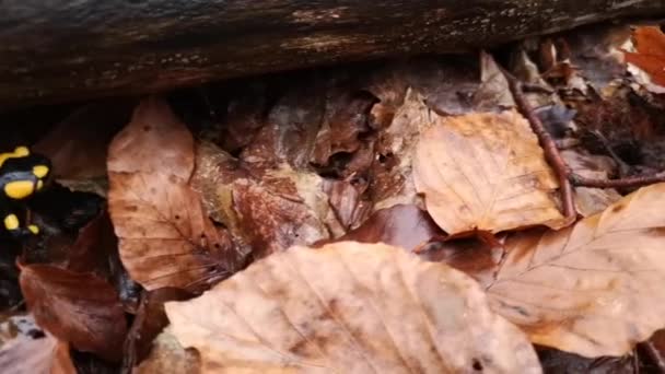Salamandra Una Serata Piovosa Nella Foresta — Video Stock