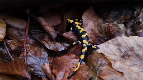 Salamandr Deštivého Večera Lese — Stock video
