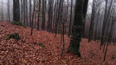 Yağmurda sisli dağ kayın ormanlarının manzarası