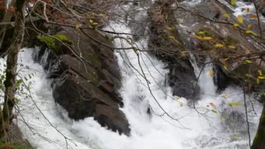 Sonbahar ormanındaki dağ fırtınalı nehir.