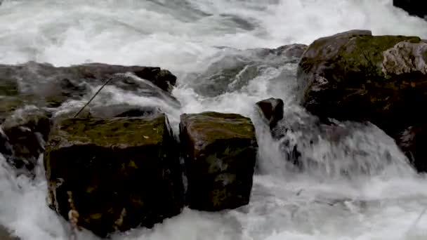 秋の森の中の山の嵐の川 — ストック動画