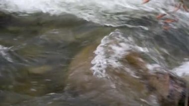 Sonbahar ormanındaki dağ fırtınalı nehir.