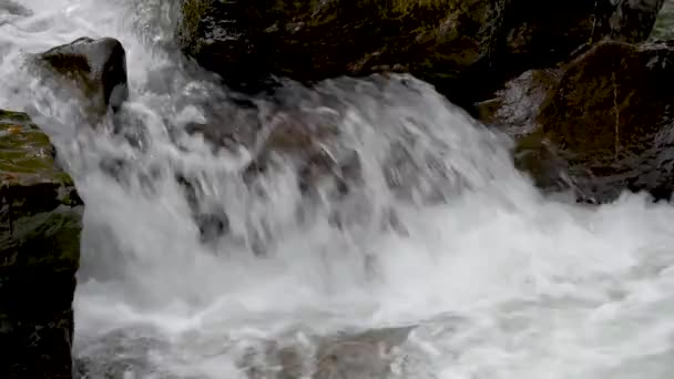 Ορεινού Θυελλώδους Ποταμού Στο Δάσος Του Φθινοπώρου — Αρχείο Βίντεο