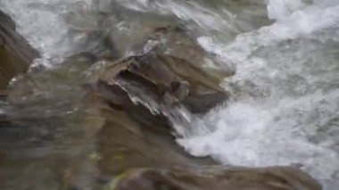 Sonbahar ormanındaki dağ fırtınalı nehir.