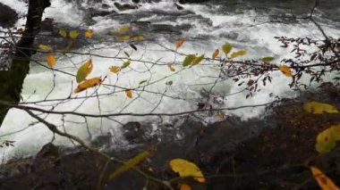 Sonbahar ormanındaki dağ fırtınalı nehir.