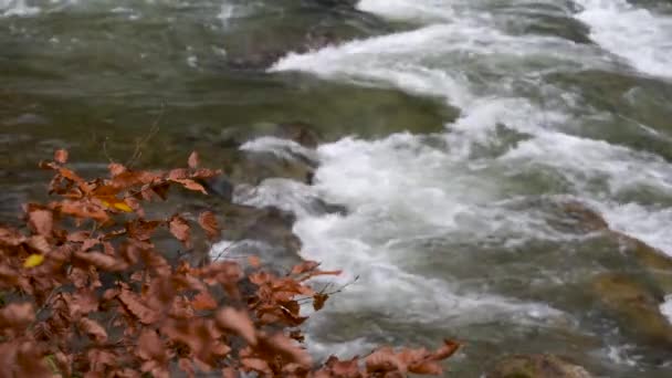 Sonbahar Ormanındaki Dağ Fırtınalı Nehir — Stok video
