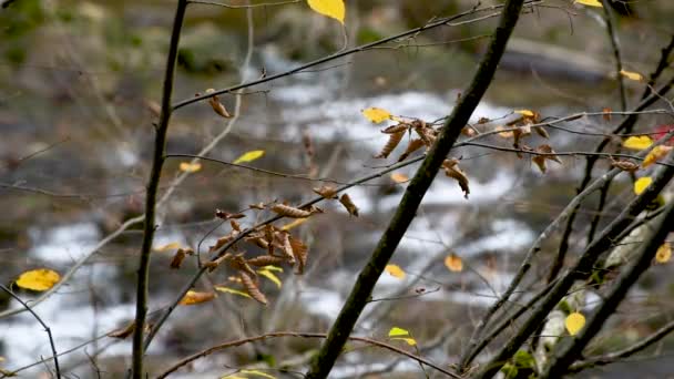 Горная Бурная Река Осеннем Лесу — стоковое видео