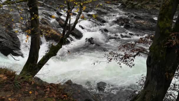 Rivière Orageuse Montagne Dans Forêt Automne — Video